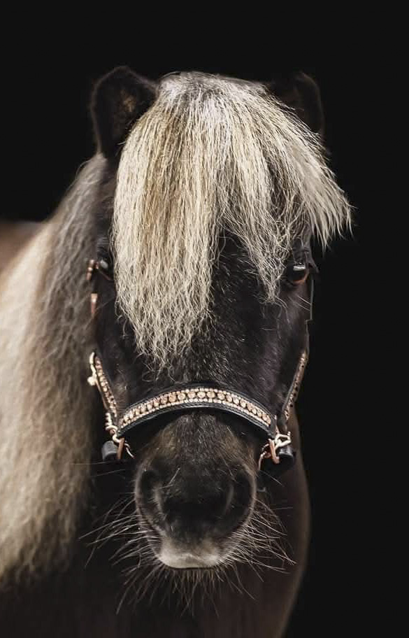 Leather show halter