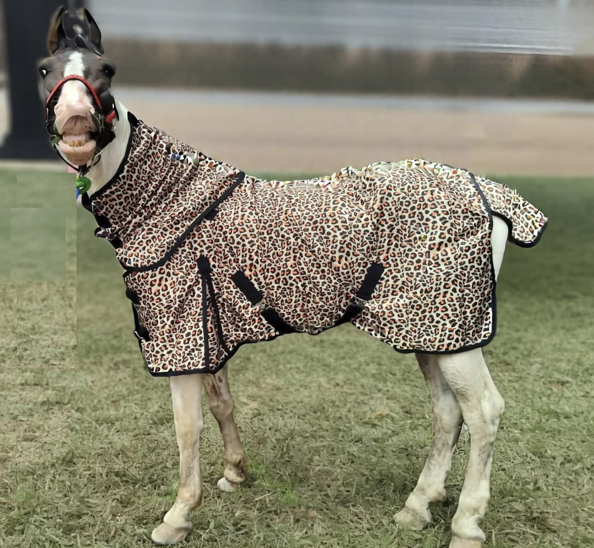 Leopard Cotton sheet
