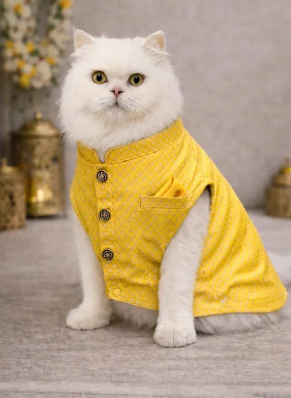 Cat coat solid